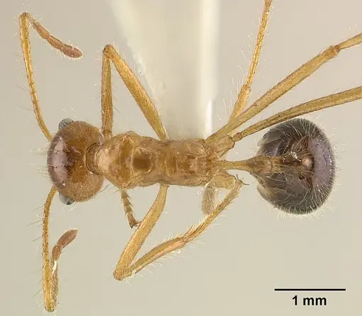 Myrmicaria melanogaster specimen