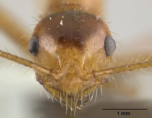 Myrmicaria melanogaster specimen