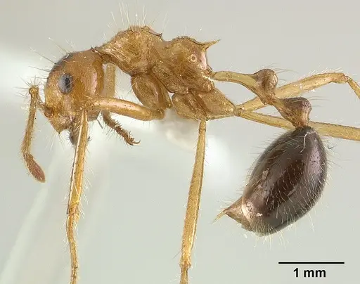 Myrmicaria melanogaster specimen
