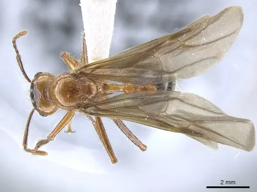 Myrmicaria melanogaster - CASENT0634285