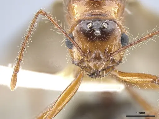 Myrmicaria melanogaster - CASENT0634285