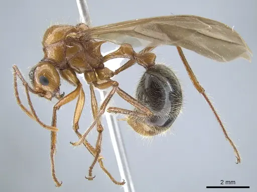 Myrmicaria melanogaster - CASENT0634285