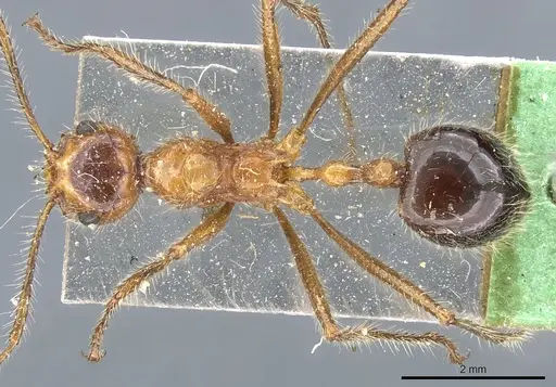 Myrmicaria melanogaster - CASENT0904469