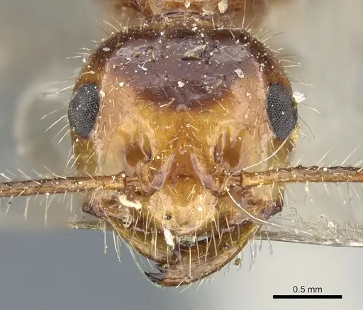 Myrmicaria melanogaster - CASENT0904469