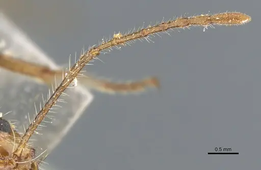 Myrmicaria melanogaster - CASENT0904469
