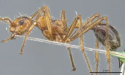 Myrmicaria melanogaster - CASENT0904469