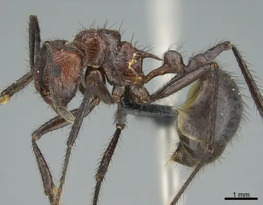 Myrmicaria natalensis specimen