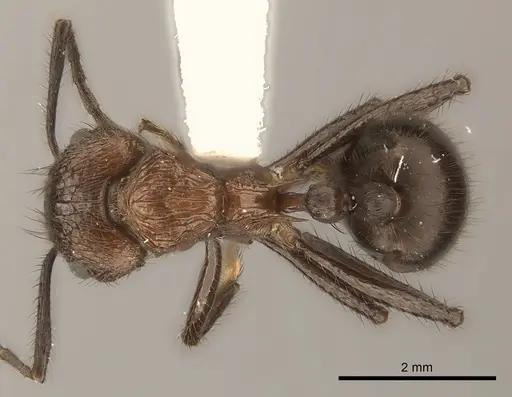 Myrmicaria natalensis - CASENT0217894