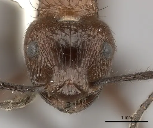 Myrmicaria natalensis - CASENT0217894