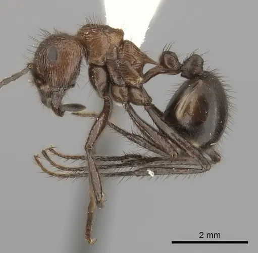 Myrmicaria natalensis - CASENT0217894