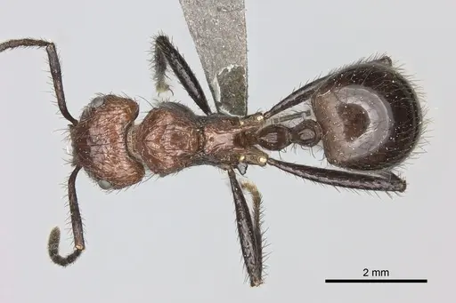 Myrmicaria natalensis - CASENT0235940