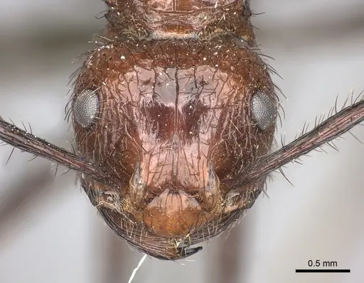 Myrmicaria natalensis - CASENT0235940