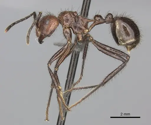 Myrmicaria natalensis - CASENT0235940