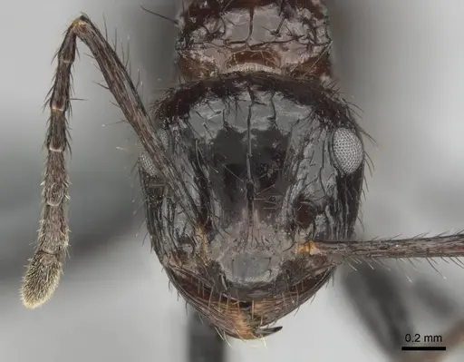 Myrmicaria natalensis - CASENT0252747