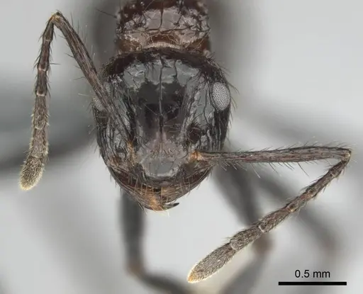 Myrmicaria natalensis - CASENT0252747