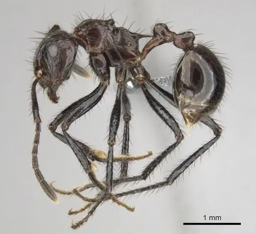 Myrmicaria natalensis - CASENT0252747