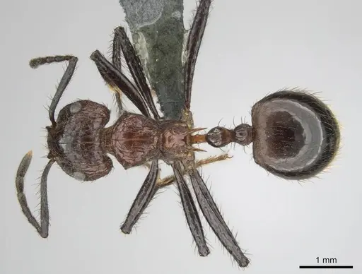 Myrmicaria natalensis - CASENT0258392