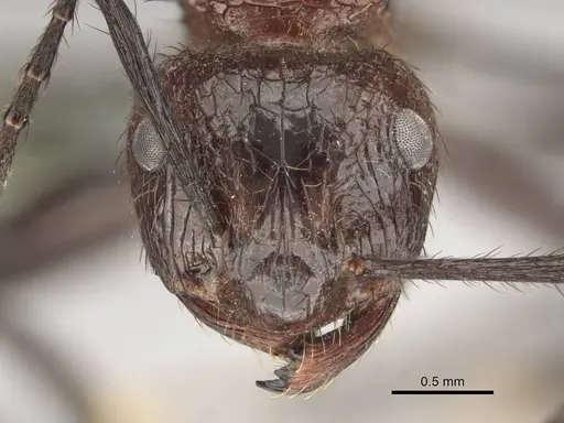 Myrmicaria natalensis - CASENT0258392