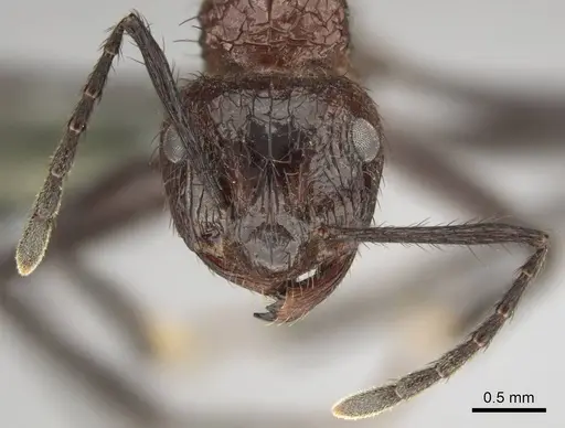 Myrmicaria natalensis - CASENT0258392