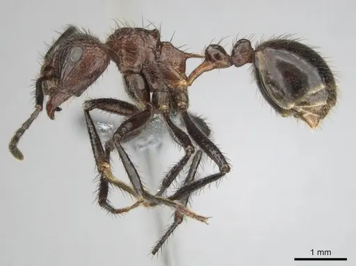 Myrmicaria natalensis - CASENT0258392