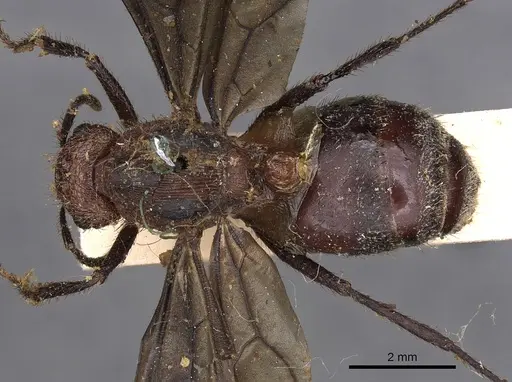 Myrmicaria natalensis - CASENT0900501