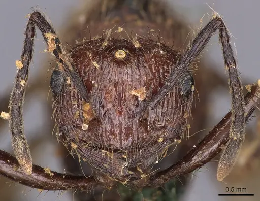 Myrmicaria natalensis - CASENT0900501