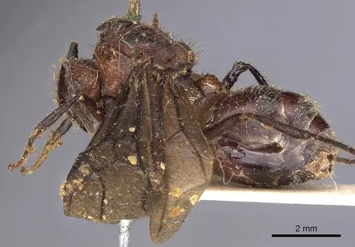 Myrmicaria natalensis - CASENT0900501