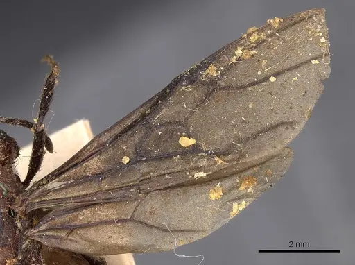 Myrmicaria natalensis - CASENT0900501