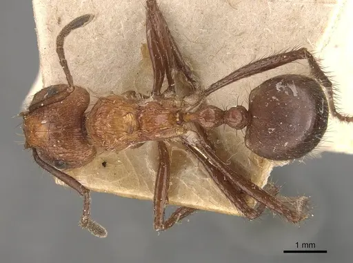 Myrmicaria natalensis - CASENT0908333