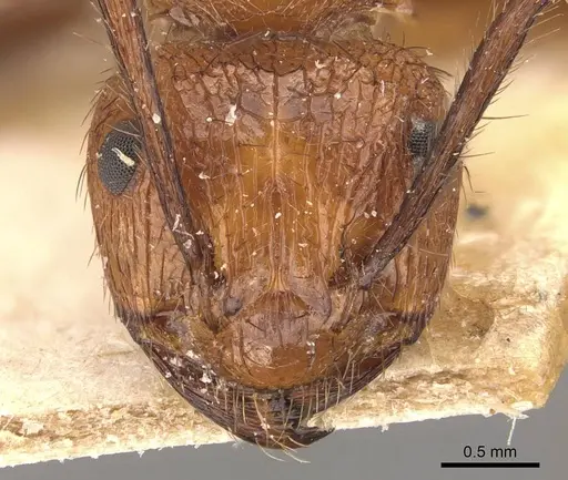 Myrmicaria natalensis - CASENT0908333