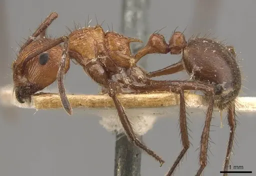 Myrmicaria natalensis - CASENT0908333