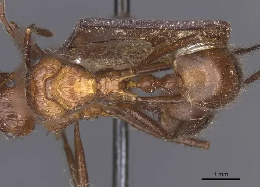 Myrmicaria natalensis - CASENT0913045