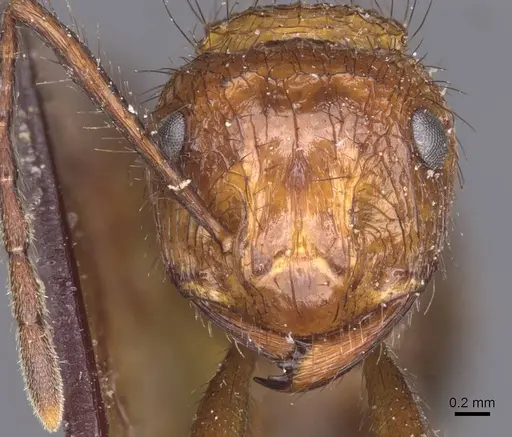 Myrmicaria natalensis - CASENT0913045