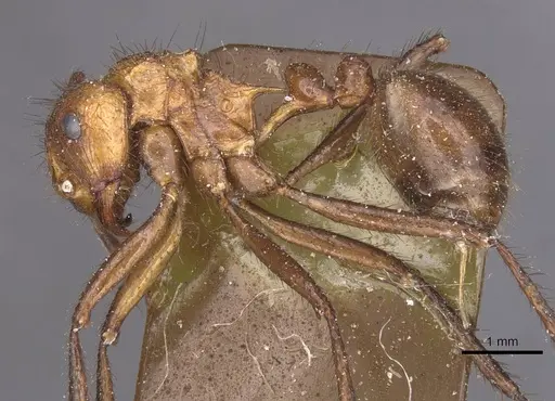 Myrmicaria natalensis - CASENT0913045