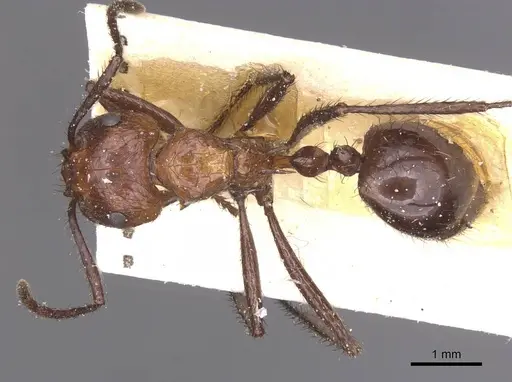 Myrmicaria natalensis - CASENT0913046