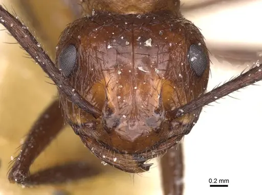 Myrmicaria natalensis - CASENT0913046