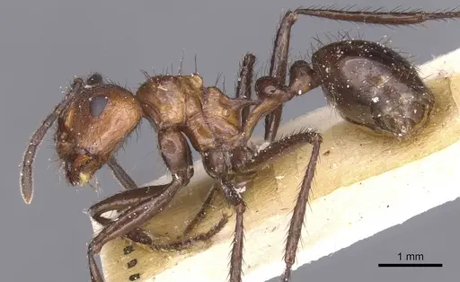 Myrmicaria natalensis - CASENT0913046