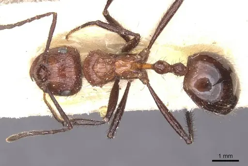 Myrmicaria natalensis - CASENT0913047