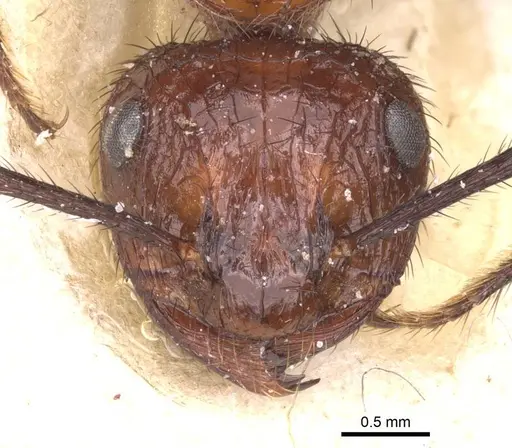 Myrmicaria natalensis - CASENT0913047