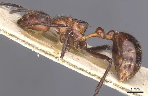 Myrmicaria natalensis - CASENT0913047