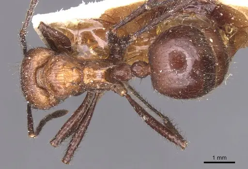 Myrmicaria natalensis - CASENT0913048