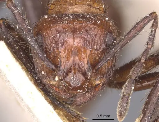 Myrmicaria natalensis - CASENT0913048