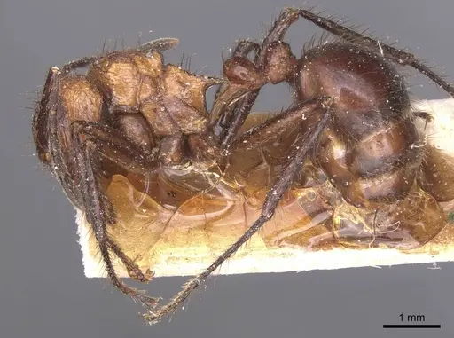 Myrmicaria natalensis - CASENT0913048