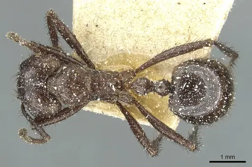 Myrmicaria natalensis - CASENT0913049