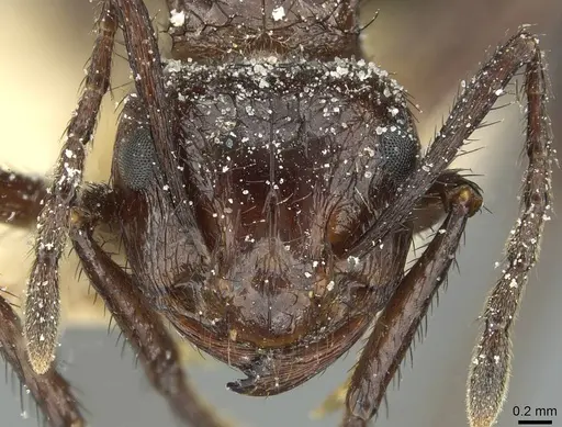 Myrmicaria natalensis - CASENT0913049