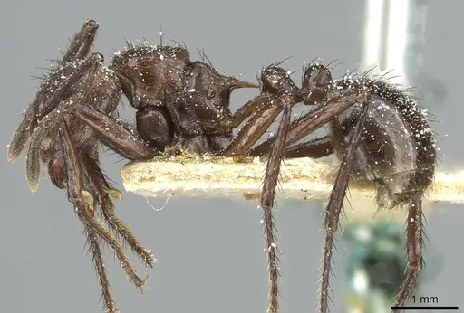 Myrmicaria natalensis - CASENT0913049