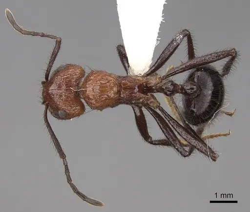 Myrmicaria natalensis - CASENT0923007