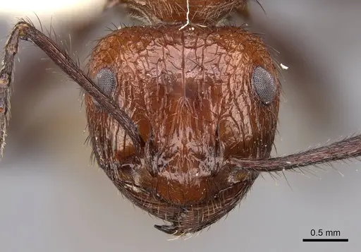 Myrmicaria natalensis - CASENT0923007