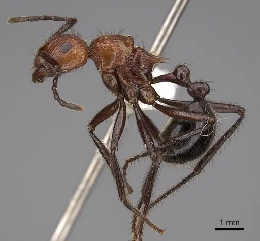 Myrmicaria natalensis - CASENT0923007