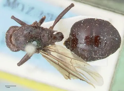 Myrmicaria natalensis - FOCOL1578